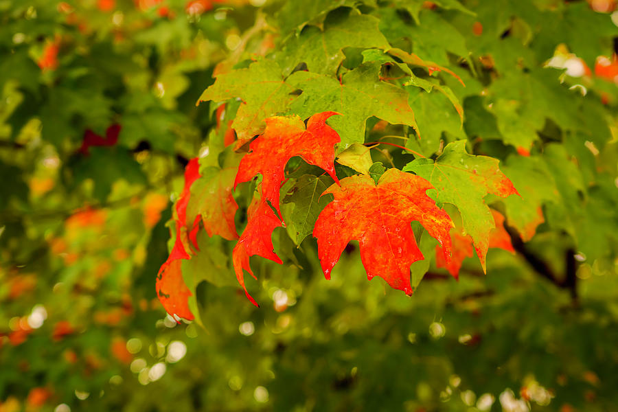 Fall Colors From Green to Red Photograph by Lindsay Thomson