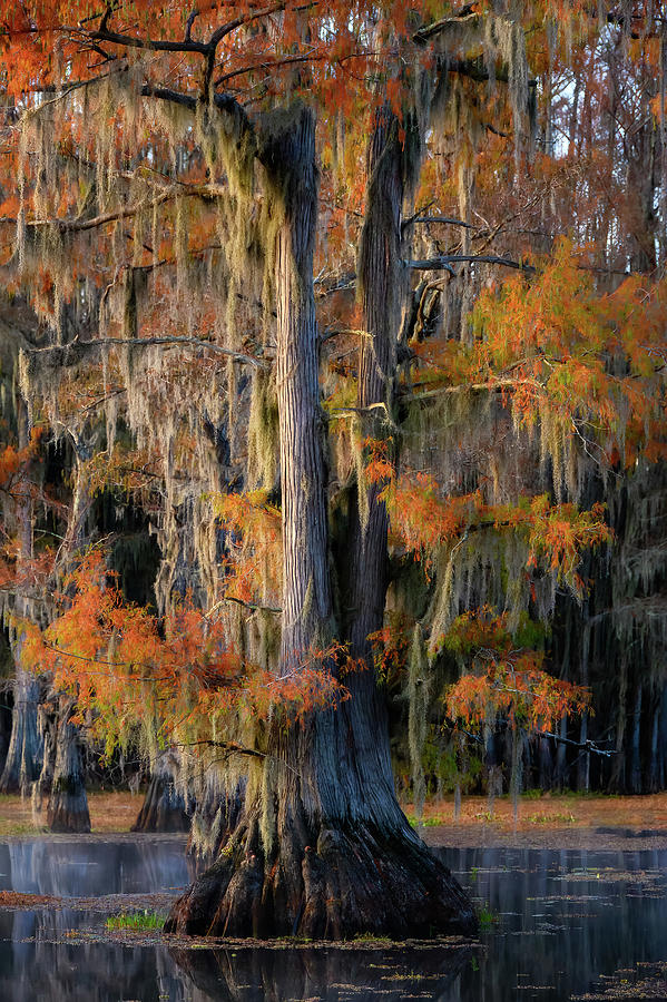 Fall Colors In an East Texas Swamp Photograph by Dean Fikar - Pixels