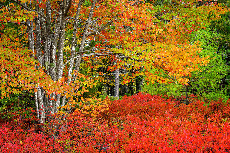 Arcadia Photograph - Fall Colors In Arcadia by David Macdonald Arcadia Photograph - Fall Colors In Arcadia by David Macdonald