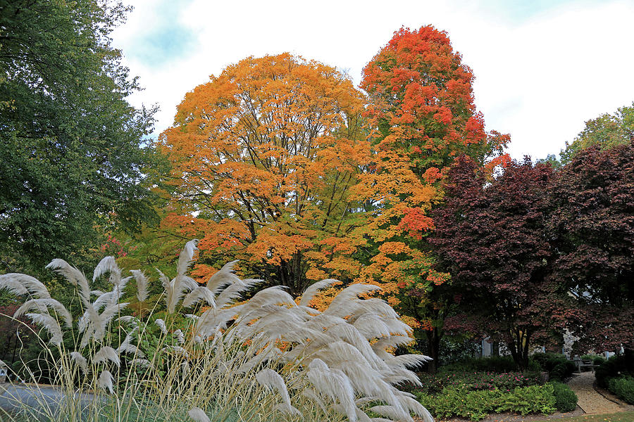 Fall Colors in Atlanta Photograph by Richard Krebs