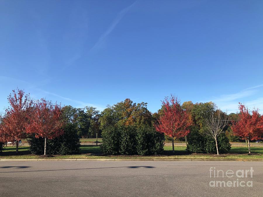Fall Colors in Colonial Heights Photograph by Catherine Wilson