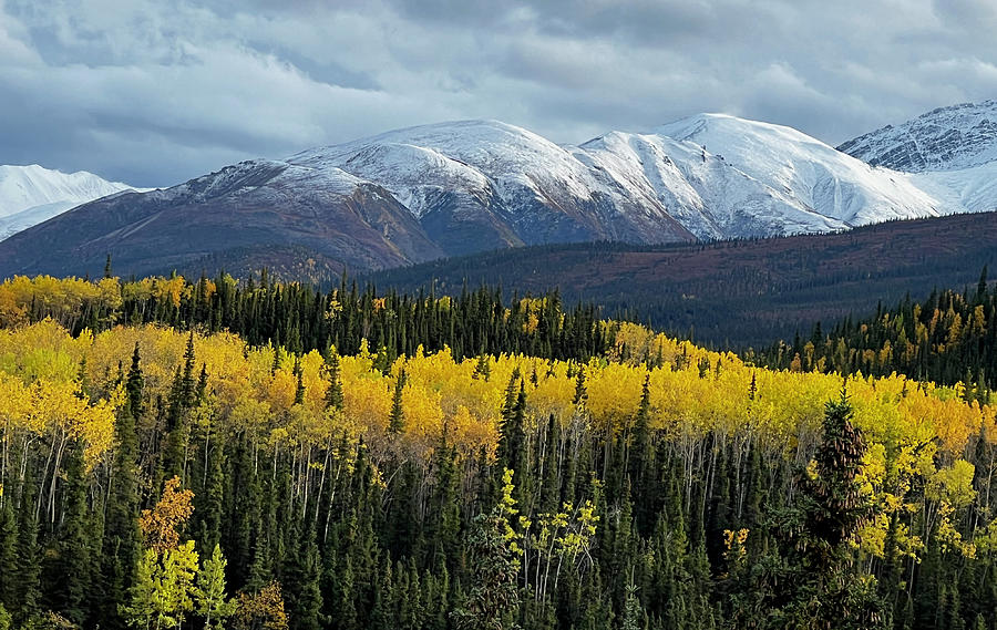 Fall Colors in Denali Photograph by Amelia Racca