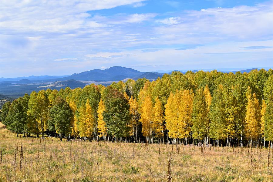 Fall Colors in Flagstaff Photograph by Vicky Sweeney