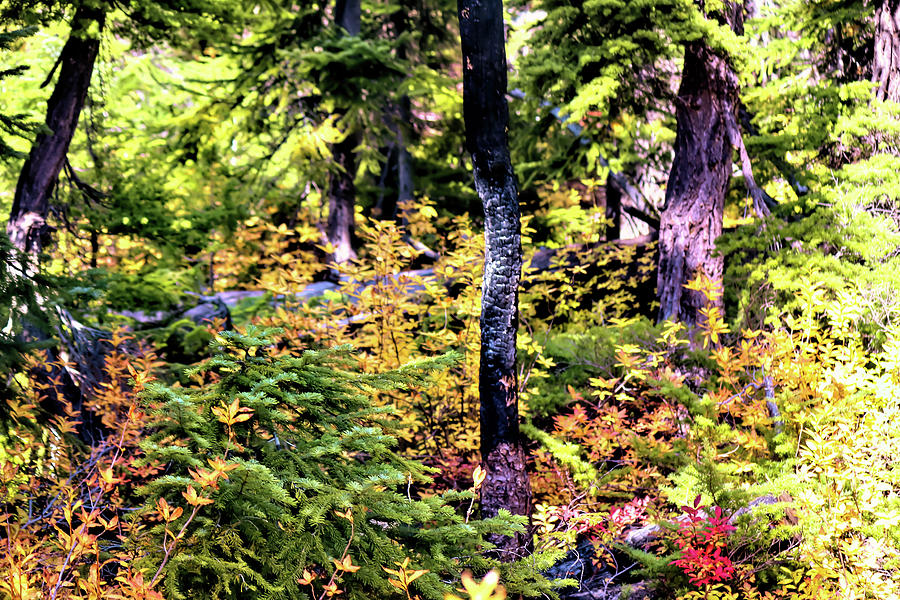 Fall Colors in the Northern Cascades Photograph by Cathy Anderson