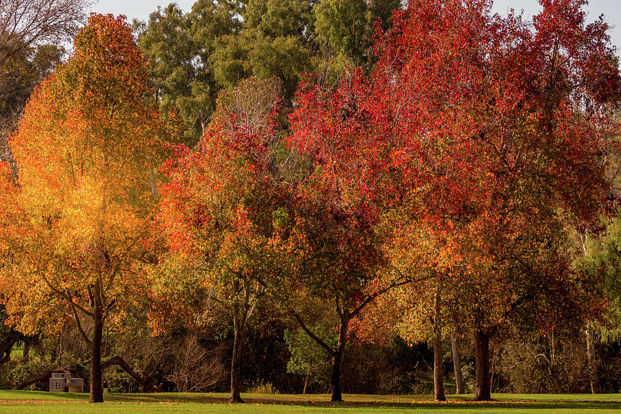 Fall Colors In The Park Photograph by MaryJane Sesto