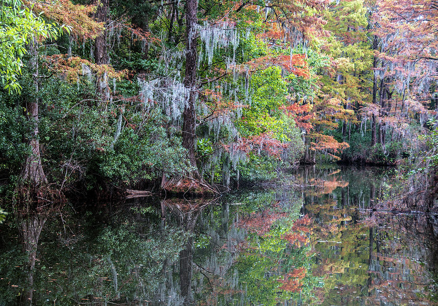 Fall Colors in the Swamp Photograph by WAZgriffin Digital
