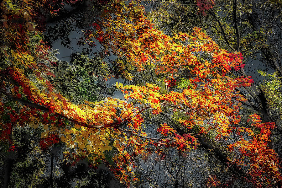 Fall Colors Photograph by Jim Signorelli