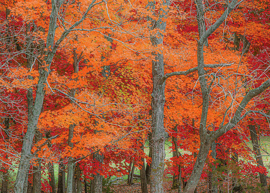 Fall Colors Photograph by Jim Williams