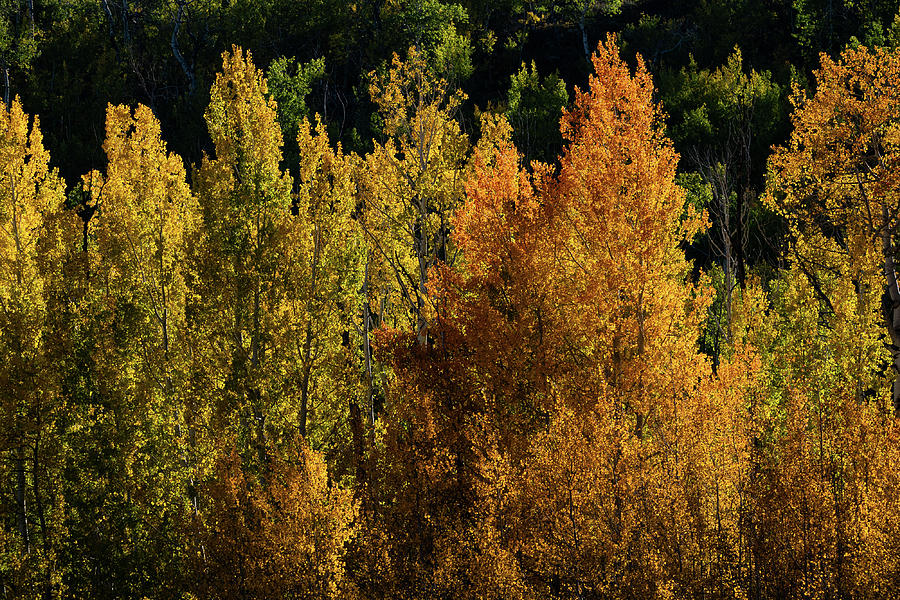 Fall Colors Photograph by Julieta Belmont