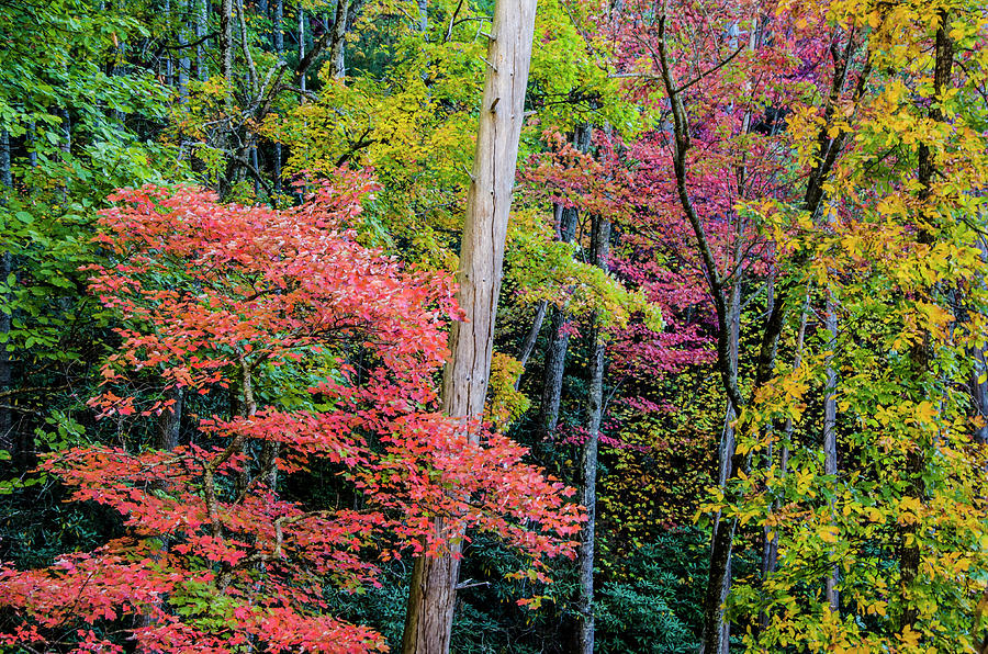 Fall Colors Photograph by Karen Cox