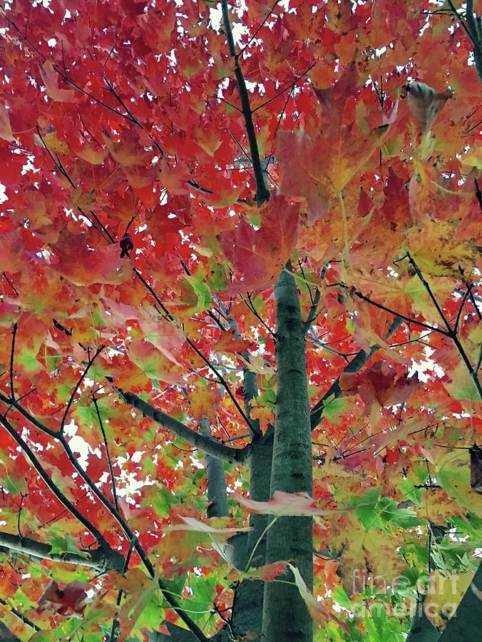 Tree Photograph - Fall Colors  by Katina Borges