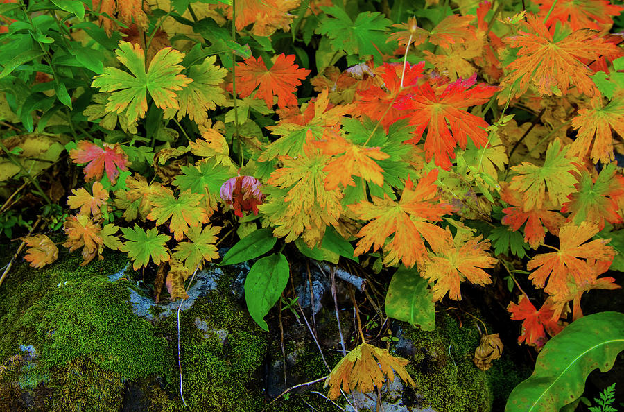 Fall Colors Photograph by Kent Keller