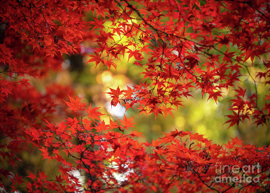 Fall Colors Maple Leaves Light Collage Photograph