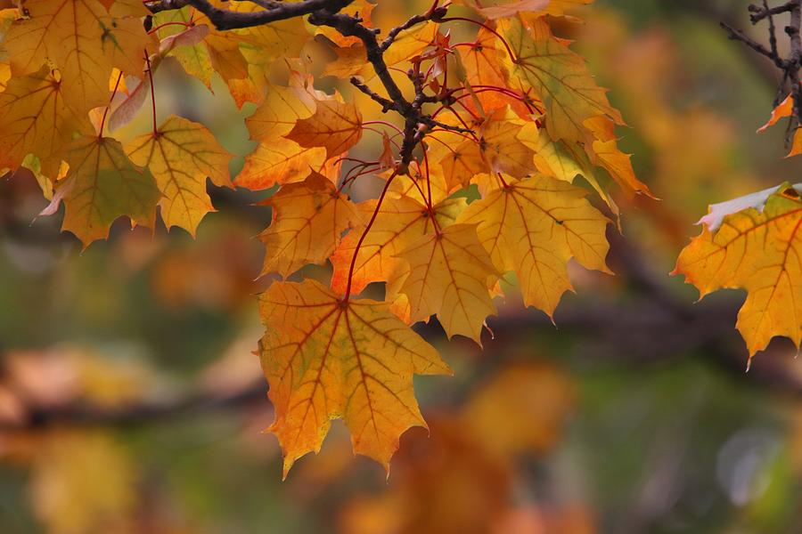 Fall Colors Maple Leaves Photograph