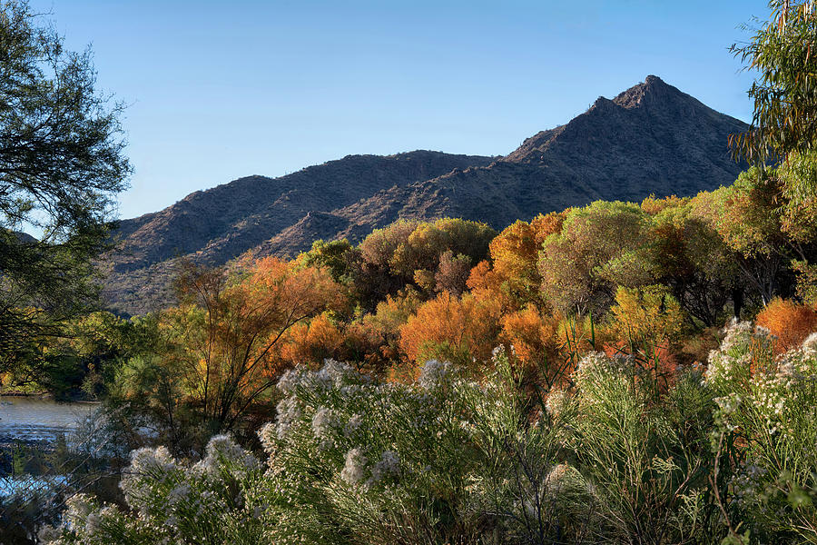 Fall colors near the Salt River Arizona Photograph by Dave Dilli