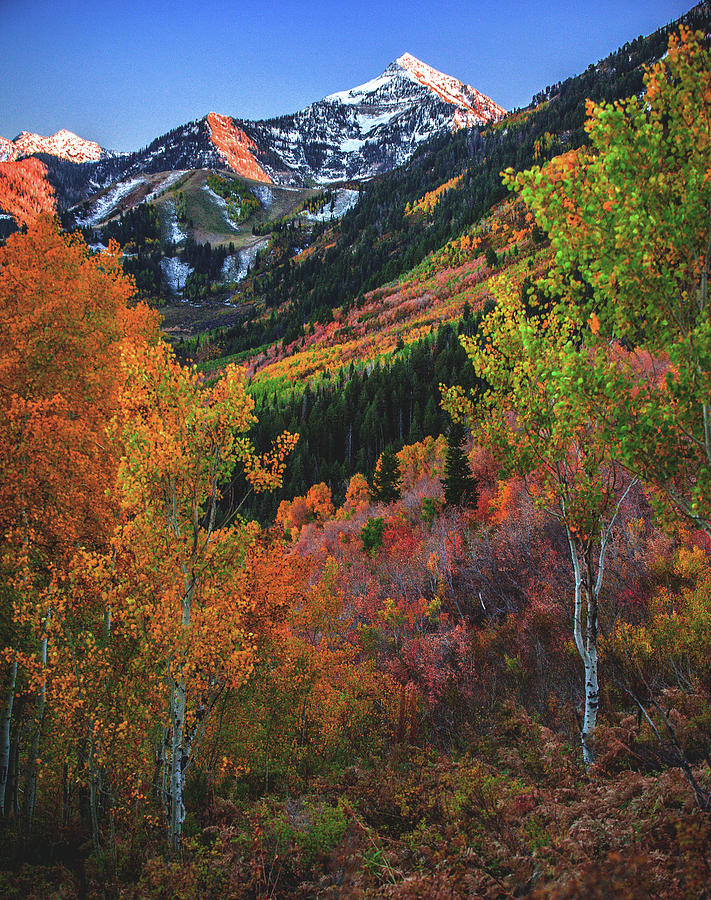 Fall Colors on Alpine Loop near Mt. Timpanogos - Vertical Photograph by Abbie Matthews
