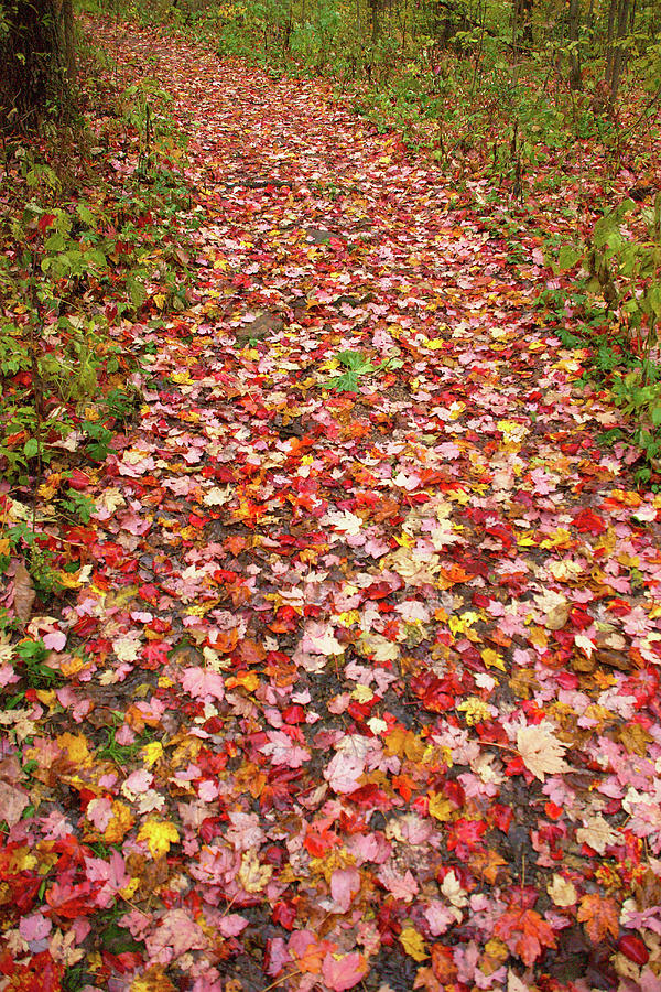 Fall Colors on Devils Lake Path - Autumn at the State Park Photograph by Chris Pappathopoulos