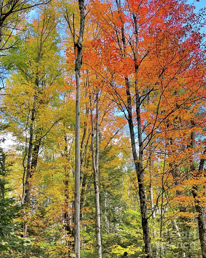 Fall Colors on Kahshe Lake Photograph by Barbie Corbett-Newmin - Fine ...