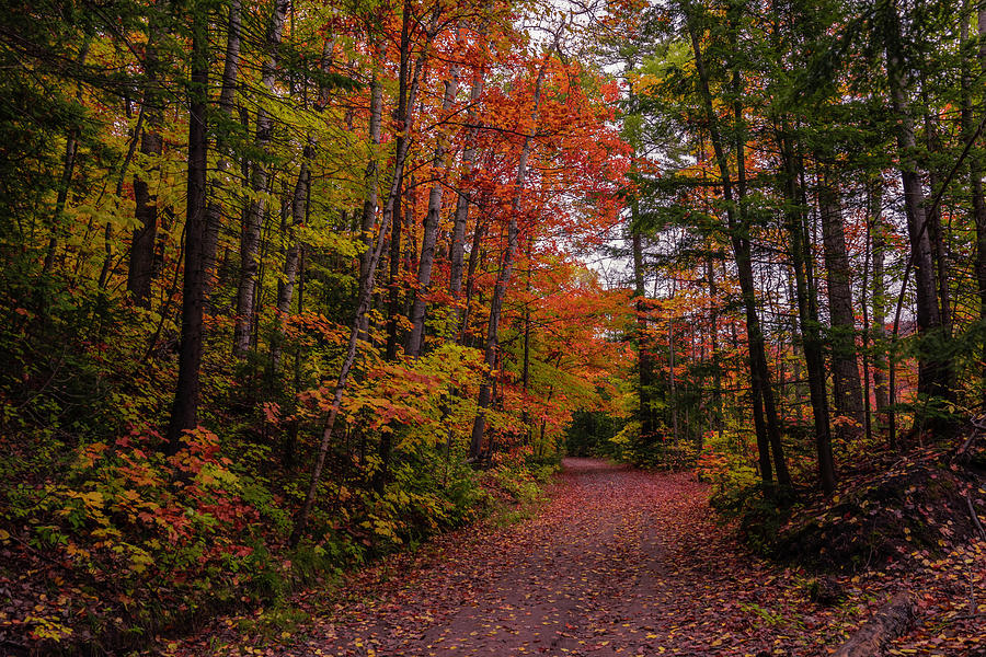 Fall colors on the Noquemanon Trail #2 Photograph by Jay Smith