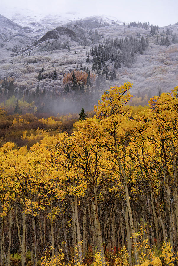 Fall Colors On The South Klondike Highway, Yukon Photograph