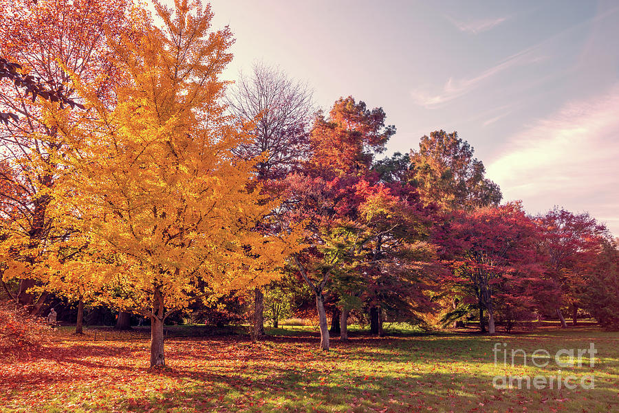 Fall colors palette Photograph by Delphimages Photo Creations