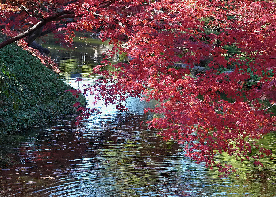 Fall Colors Reds 111819 by Rospotte Photography Fall Colors Reds 111819 by Rospotte Photography