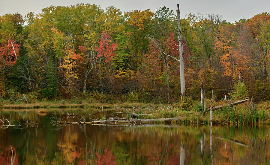 Fall colors reflecting on pond Photograph by Paul Freidlund