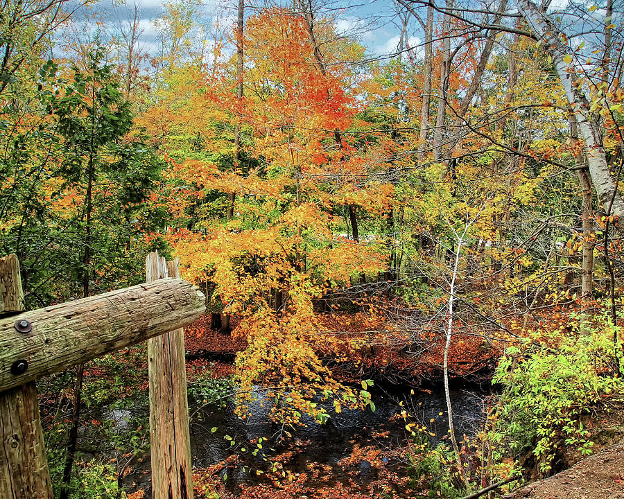 Fall Colors Photograph by Scott Olsen