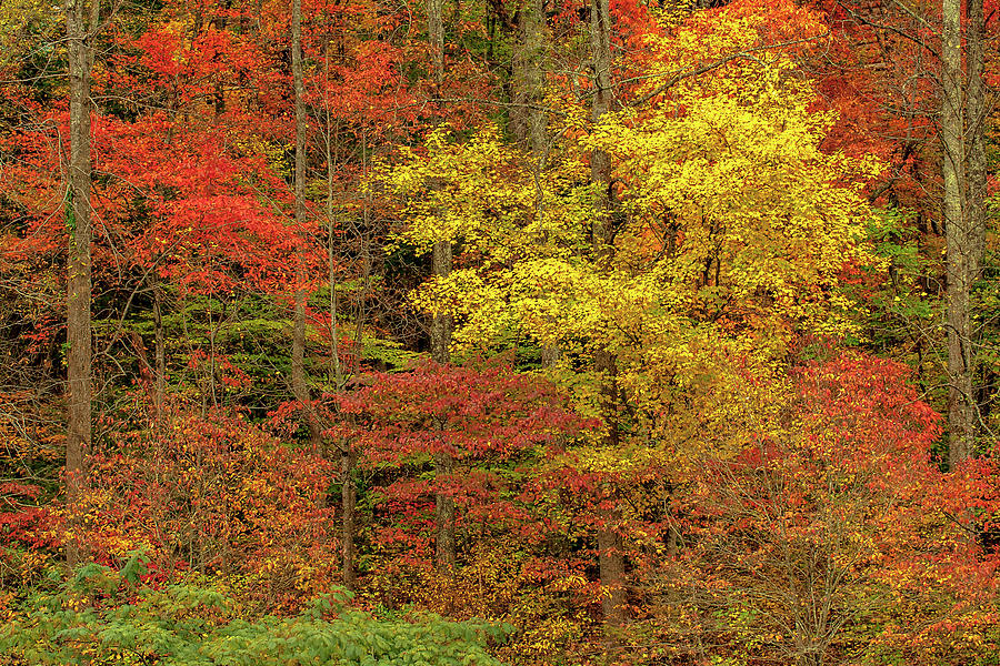 Fall Colors, Great Smoky Mountains Photograph by Dan Sniffin Fine Art