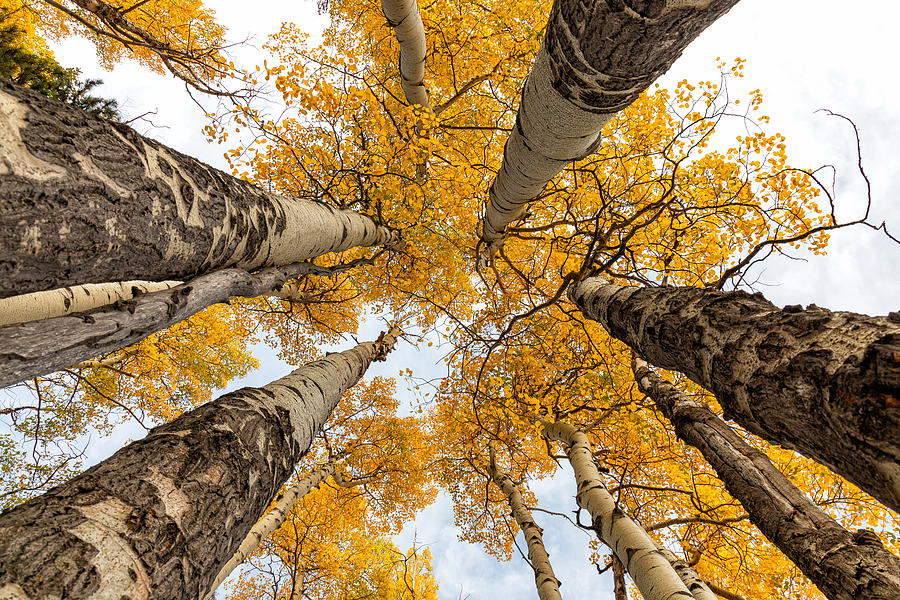 Fall Colors Straight Up Photograph by Tony Hake