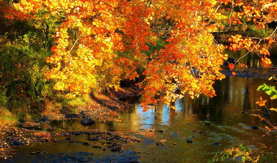 - Fall Colors Photograph by - Theresa Nye - Fine Art America