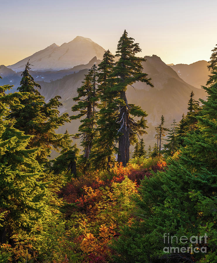 Fall Photograph - Fall Colors Trees Layers and Mount Baker by Mike Reid