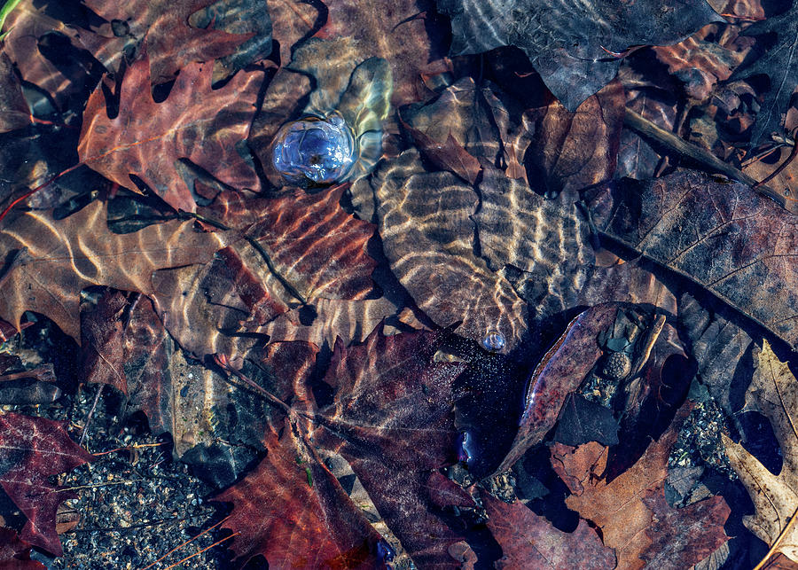 Fall Colors Underwater Photograph by Amelia Pearn