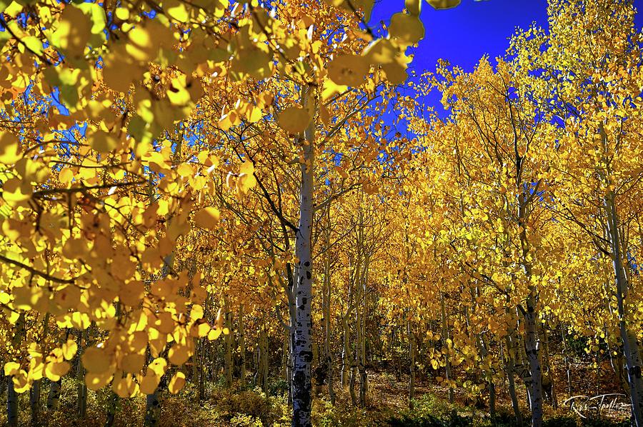 Aspen Photograph - Fall Colors Up Close by Russ Taylor