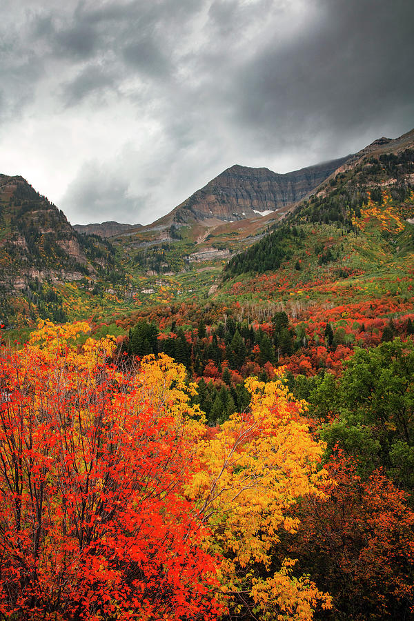 Fall Photograph - Fall Colors Vertical by Wasatch Light