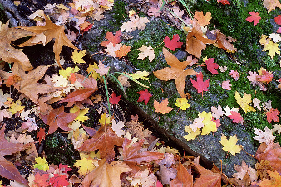 Fall Photograph - Fall Colors by Warren Faidley Fall Photograph - Fall Colors by Warren Faidley