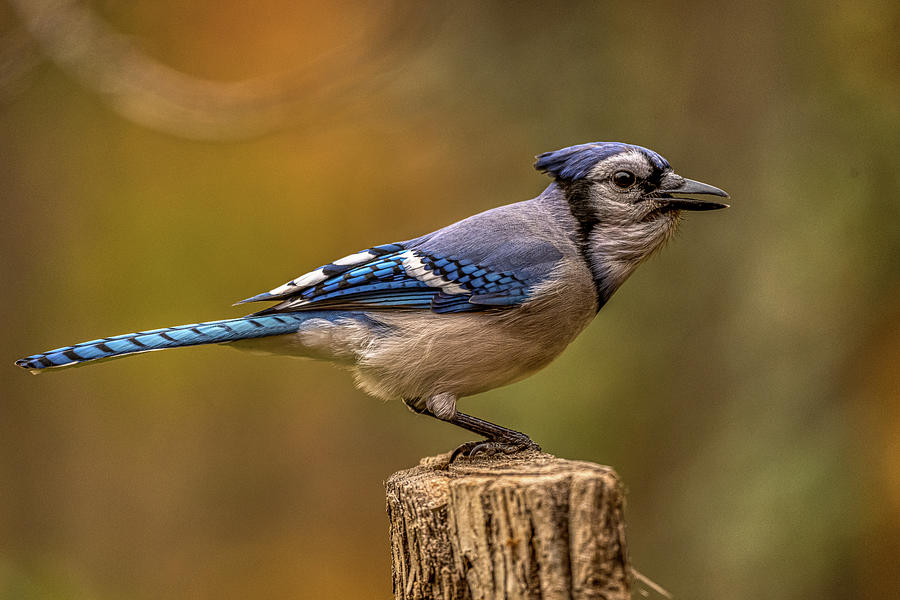 Fall Colors with BlueJay Photograph by Paul Freidlund