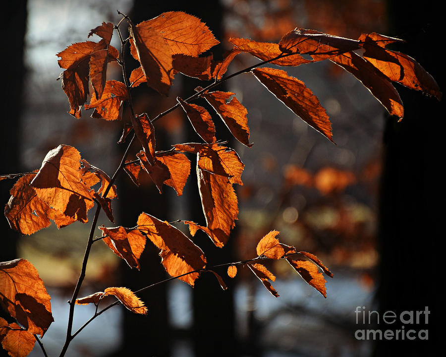 Fall Colors With Light Photograph by Kathy M Krause