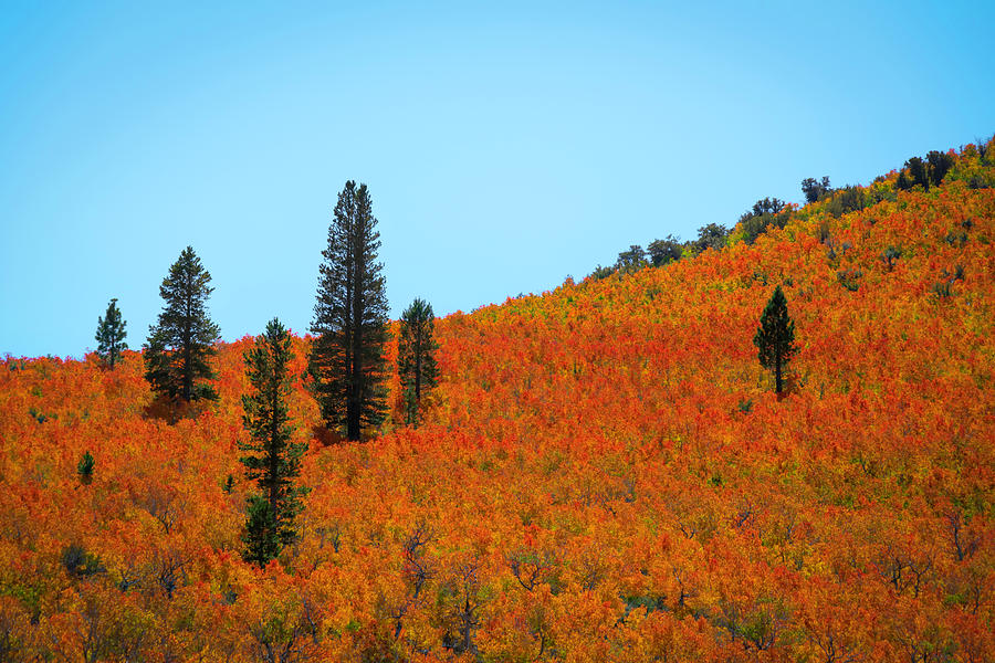 Fall Colors with Pine Trees Photograph by Lindsay Thomson
