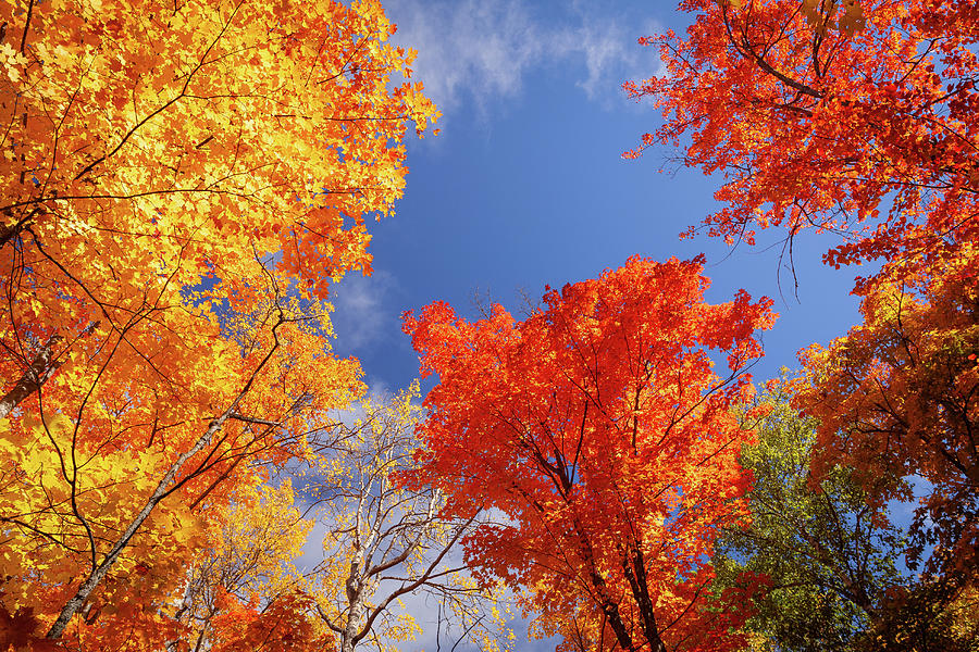 Fall colours Photograph by Manpreet Sokhi