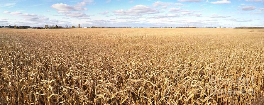 Fall Corn Panorama Photograph by Pete Klinger