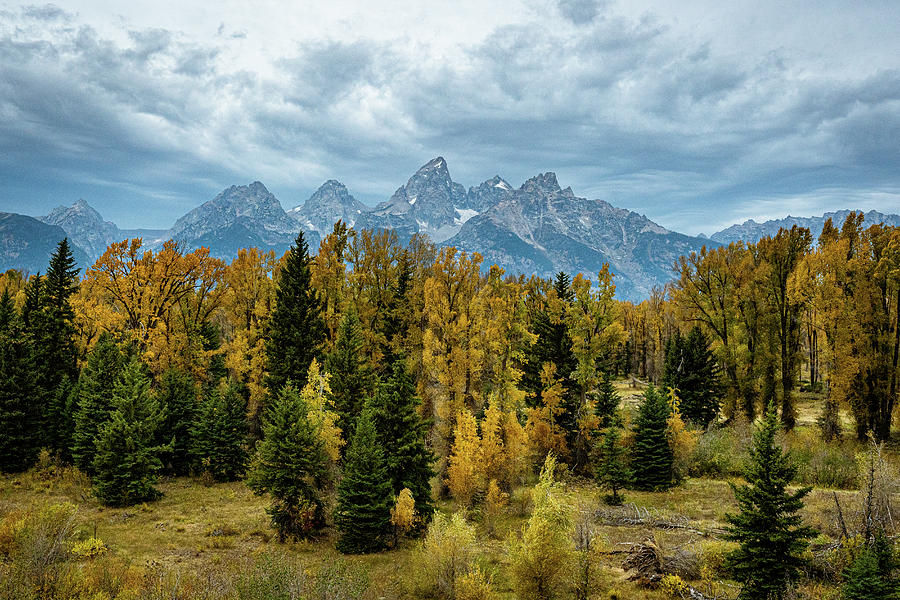 Fall Cottonwoods at The Tetons Photograph by Varma Penumetcha - Fine ...