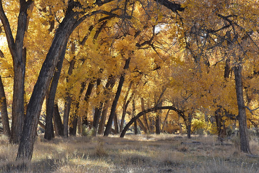 Fall Cottonwoods Photograph by Ben Foster