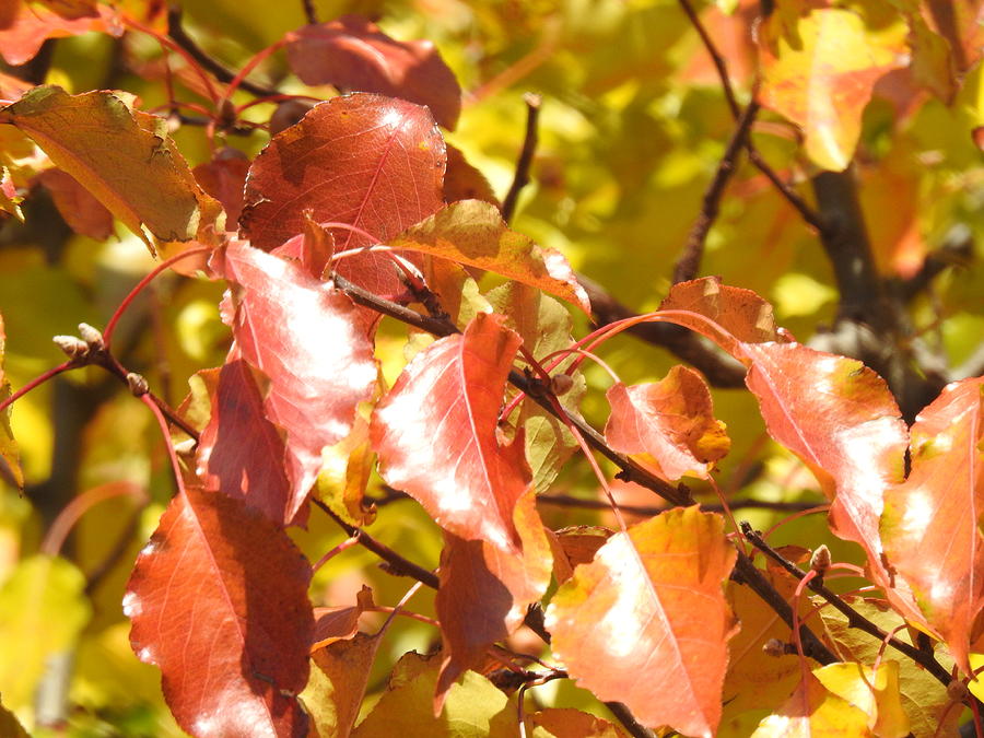 Fall Crab Apple Tree Leaves Photograph by Barbara Ebeling