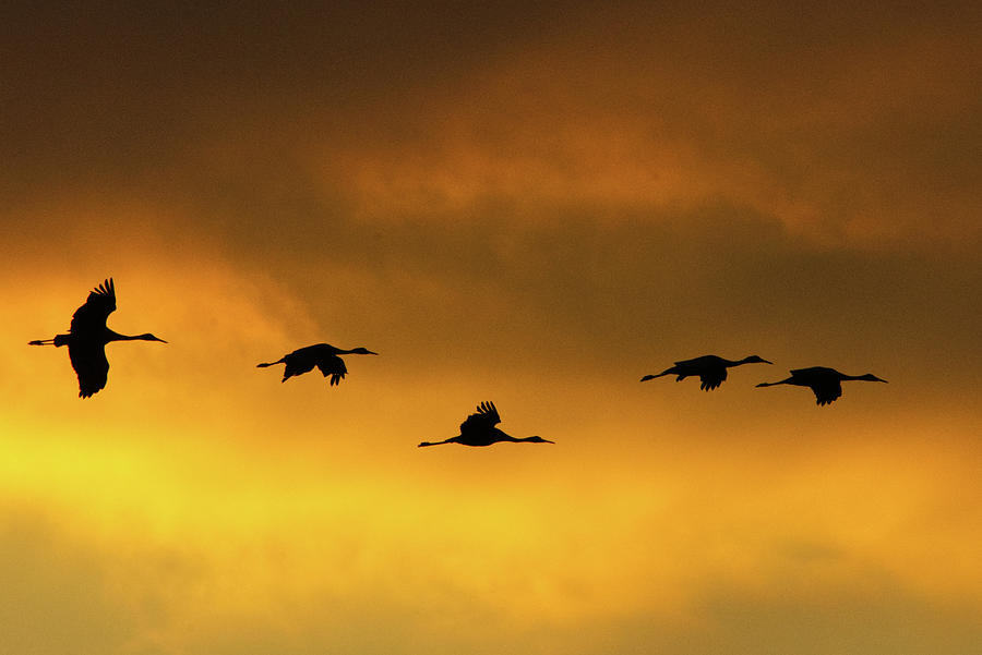 Fall Crane Migration Photograph by Tom Scheidt - Fine Art America