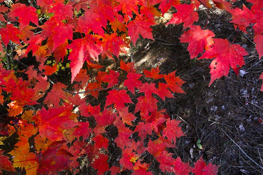 Fall crimson leaves Photograph by Micky Roberts
