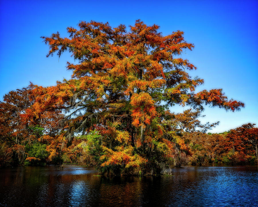 Fall Cypress Photograph by Alan Raasch