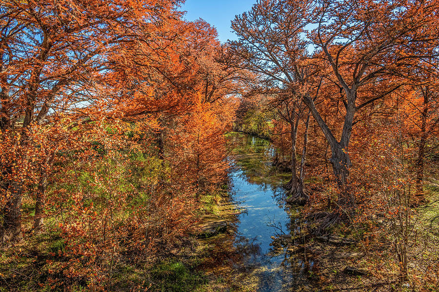 Fall Cypress on the Medina River Photograph by Lynn Bauer