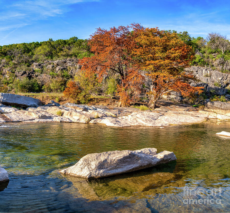 Fall Cypress Tree along the Pedernales River Photograph by Bee Creek ...