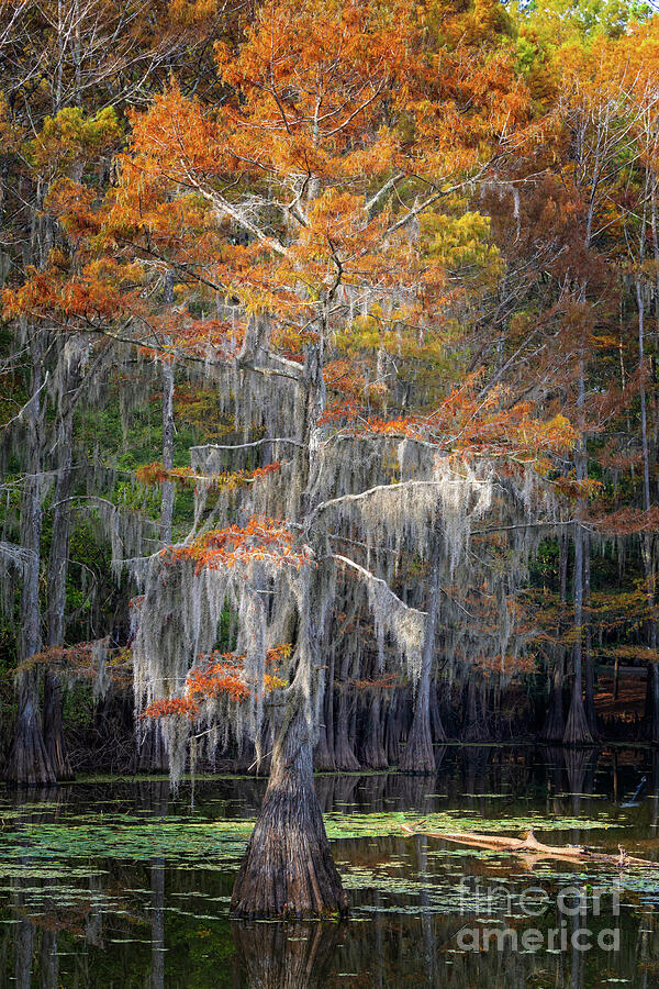 Fall Cypress Tree with Spanish Moss Photograph by Bee Creek Photography ...